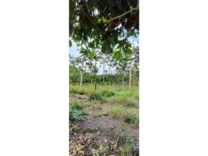 Finca en venta en La Candelaria, Candelaria, 700 m² · foto 12 de 24