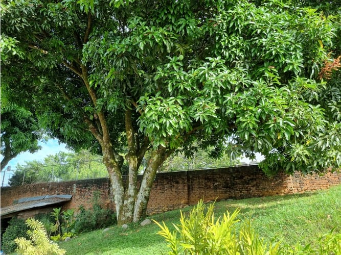 Casa de 4 alcobas en venta en Ciudad Jardin, Cali, 385 m² · foto 14 de 24