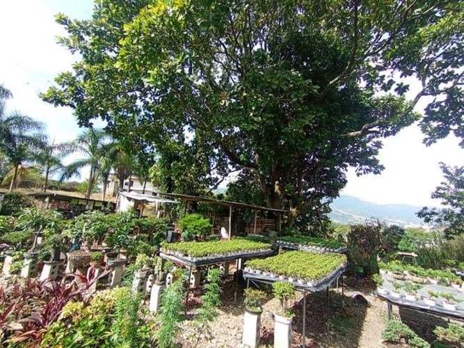 Lote en venta en El Molino, Piedecuesta, 1250 m² · foto 11 de 14