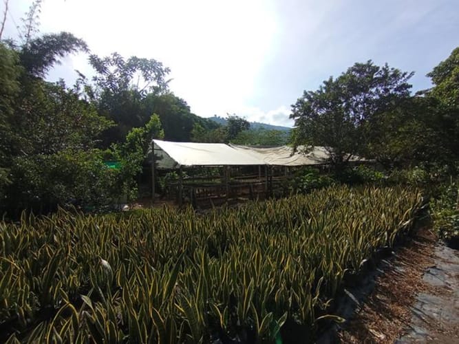 Lote en venta en El Molino, Piedecuesta, 1250 m² · foto 13 de 14