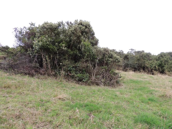 Lote en venta en Yerbabuena, Sopó, 5000 m² · foto 6 de 16