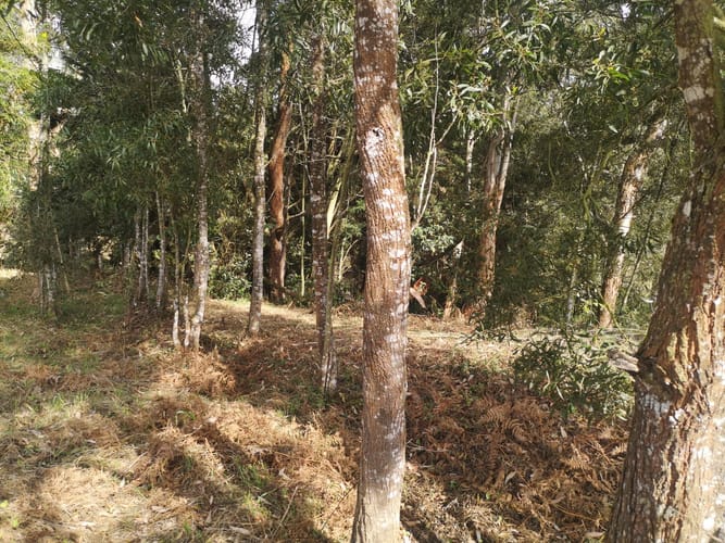 Lote en venta en El Porvenir, Rionegro, 7950 m² · foto 9 de 11