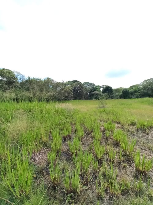 Lote en venta en Buenos Aires, Ibagué, 30031 m² · foto 19 de 20