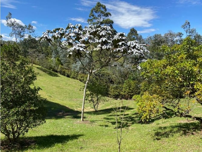 Lote en venta en El Carmen De Viboral, El Carmen de Viboral, 3300 m² · foto 12 de 16
