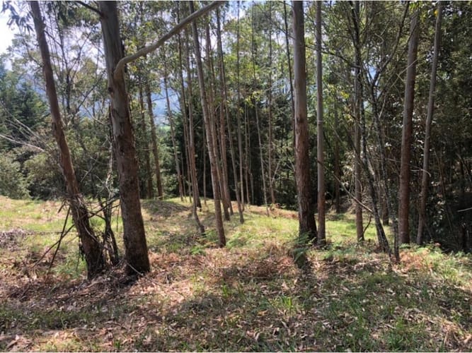 Lote en venta en Guamito, La Ceja, 18382 m² · foto 6 de 13