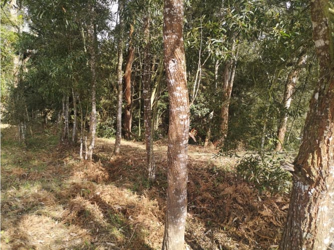 Lote en venta en San Lorenzo, Rionegro, 8300 m² · foto 5 de 11