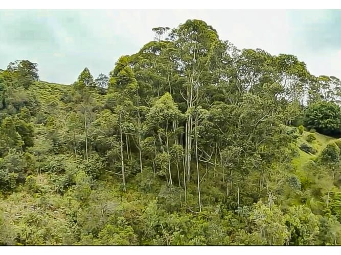 Lote en venta en San Lorenzo, Rionegro, 8300 m² · foto 9 de 11