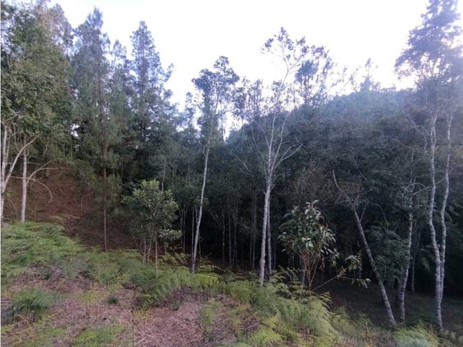 Lote en venta en Laureles, Envigado · foto 19 de 24