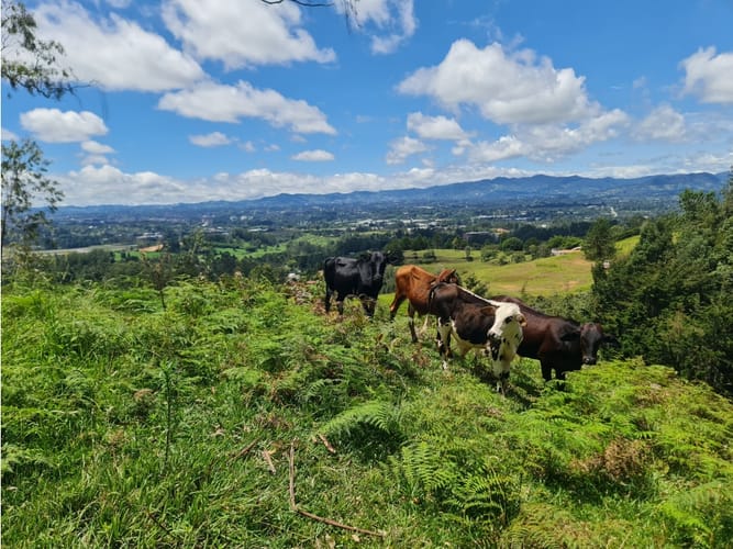 Lote en venta en El Porvenir, Rionegro, 2790 m² · foto 6 de 24