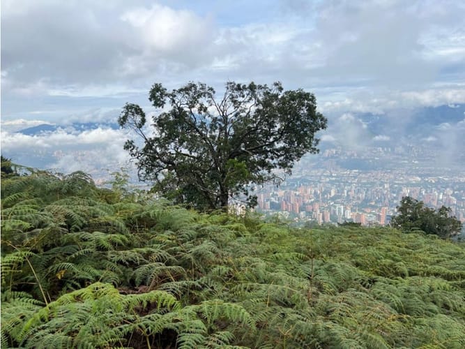 Lote en venta en Alto De Las Palmas, Medellín, 25309 m² · foto 4 de 11