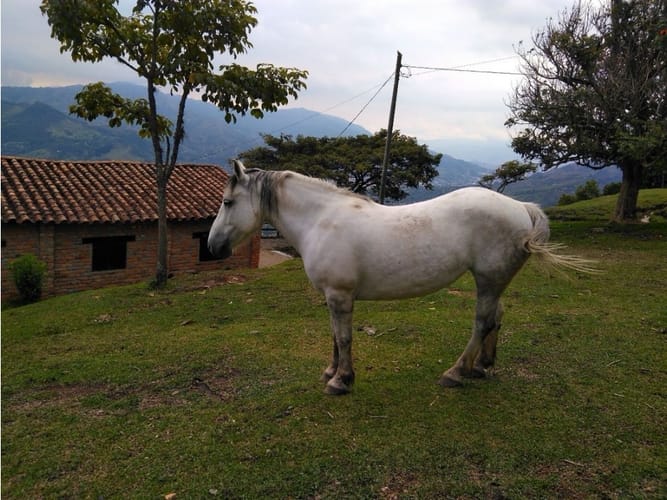 Finca en venta en Centro, Medellín, 400 m² · foto 3 de 12