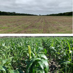 En Venta: 4.100 Hectáreas Ganadera - Agrícola En San José De Chiquitos