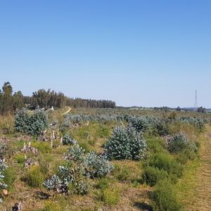 Venta Chacra Forestada