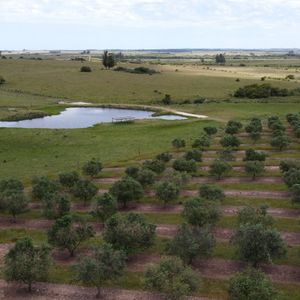 28 Has A 5 Kms De Garzón Con 5.000 Olivos