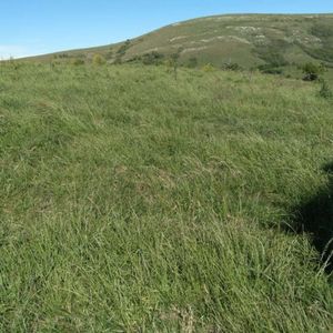Linda Fracción De Campo Ganadero Con Aptitud Forestal