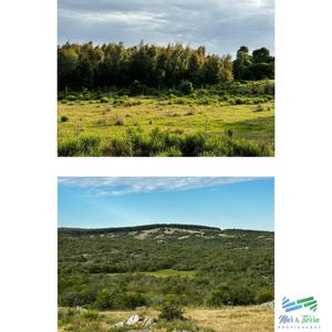 555 Has Campo Mixto Ganadero – Forestal