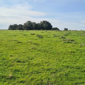 Campo Agrícola - Ganadero, 422 Has Sobre Ruta 15