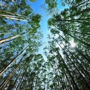 Campo Forestales Varios