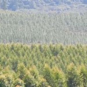 Campos Forestales Varios