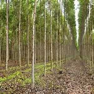 Campos Forestales Varios