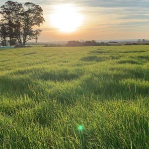 Chacra En Venta De 35ha Ubicado En Garzon Abajo