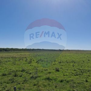 Venta Campo Río Negro - Ganadero Agrícola 350 Has