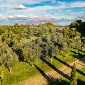 Venta De Campo Con Olivos En Rocha