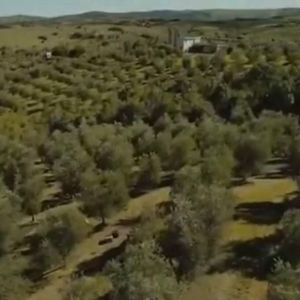 Campo De 43 Hectareas Con Plantacion De Olivos De
