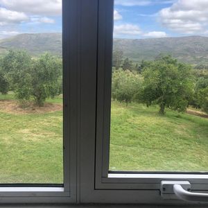 Campo De 43 Hectareas Con Plantacion De Olivos De