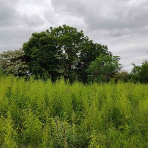 Oportunidad única: Terreno De 5,075 M² A Excelente