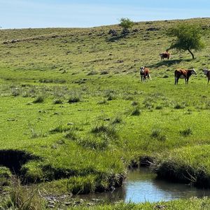 Venta De Campo Ganadero – 694 Has. En Rio Negro