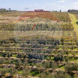 Venta Chacra En Melilla 4,7 Has Cno Los Pirinchos