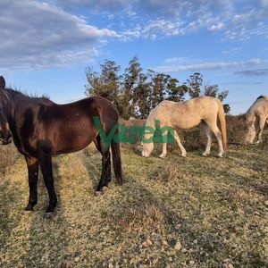 Campo En Venta , 36 Has.a 7 Km.de Solís De Mataojo