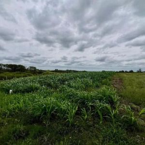Venta Chacra - Terreno 1,6 Hectáreas En Ciudad De Migues