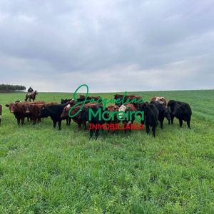 517 Hectareas Agrícolas/ganaderas De Ciclo Completo Con Instalaciones En Ruta 8 Lavalleja. Oportunidad Unica!!!