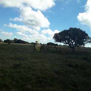 Oportunidad Venta De  Campo Agricola Ganadero 576 Hectáreas En Rocha Laguna Merin