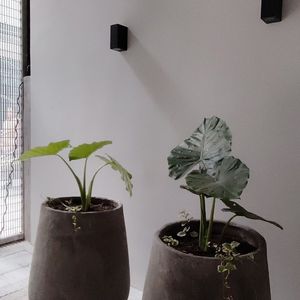 Apartamento A Estrenar 2 Dormitorios Y 2 Cochera En Cordón