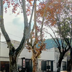Apartamento En Alquiler En Brazo Oriental
