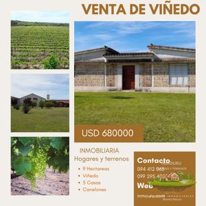 Venta De VIñedo Y Casas Con Bodega En Toledo Chico