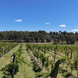 Campo (VIñedo) En Venta De 62 Hectáreas  Ubicado En Atlántida