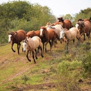 Campo En Venta De 150000m2 Ubicado En Pueblo Edén