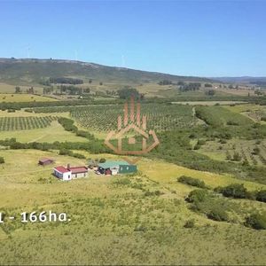 Espectacular Campo Con Olivos