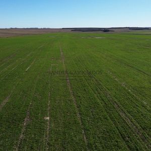 Venta Campo Ganadero Florida.