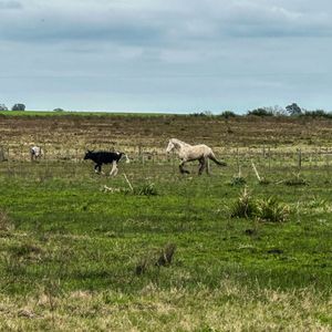 Campo En Venta En San José De Mayo Con 5 Has