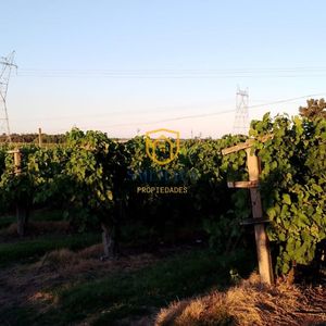 Chacra En Venta En Juanicó Con VIñedo En Producción Y 2 Casas