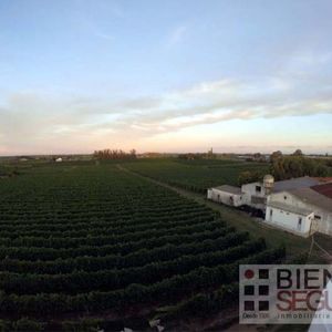 Terreno De 23,9706hás, Bodega, VIñedo Y 3 Casas En Venta En Camino De Las Colmenas.
