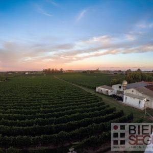 Chacra De 11 Hás, Con Bodega Y VIñedos, En Venta Próximo A Toledo
