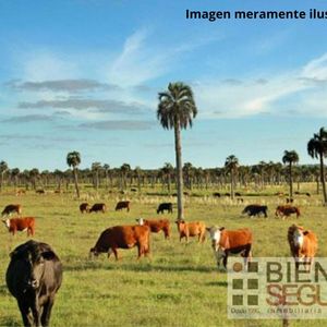 Ideal Inversor. Campo Ganadero 124,5 Has, Próximo 19. Ruta15, Rocha