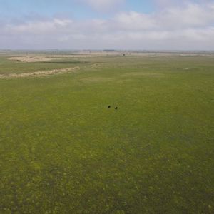 Campo Agrícola Ganadero