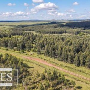 Campo En Venta En Lavalleja  Forestal